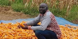 White Maize from Garoua, North