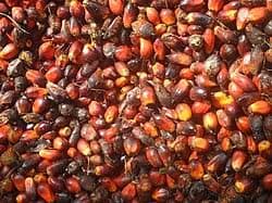 Palm Oil from Eseka, Centre