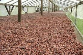 Cocoa farm